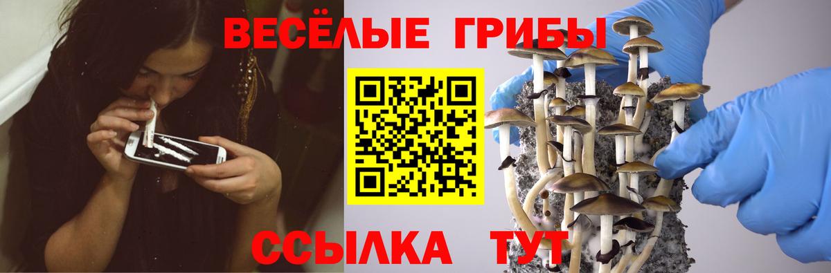 Галлюциногенные грибы Psilocybine cubensis Иркутск